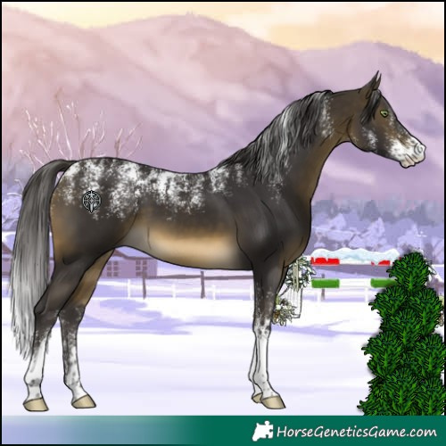 Horse Color:Powder White Buckskin 