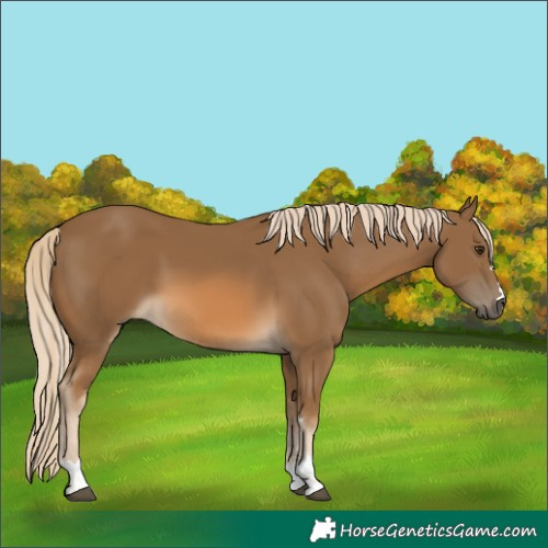 Horse Color:Chocolate Palomino 