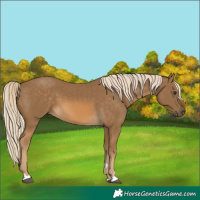 Horse Color:Chocolate Palomino