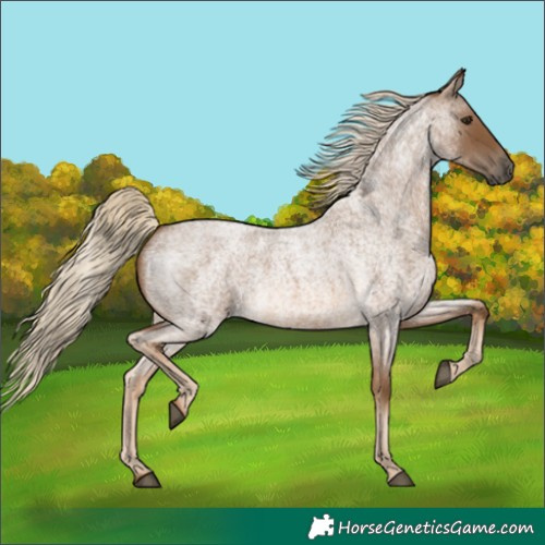 Horse Color:Chocolate Palomino Roan