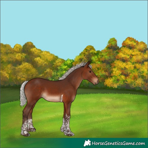 Horse Color:Silver Bay Tobiano 