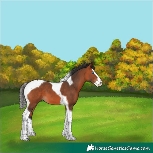 Horse Color:Bay Splash Tobiano 