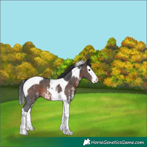 Horse Color:Bay Sabino Splash Tobiano Rabicano 
