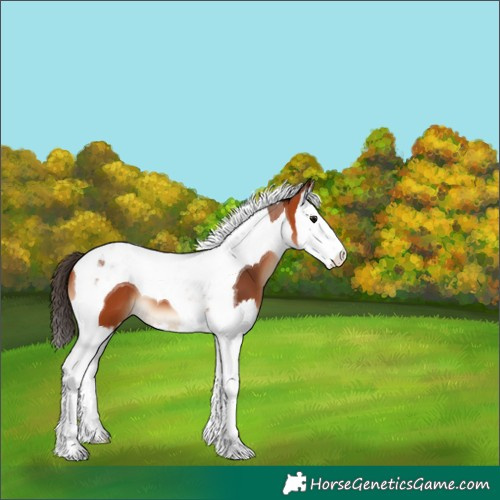 Horse Color:Bay Splash Tobiano 