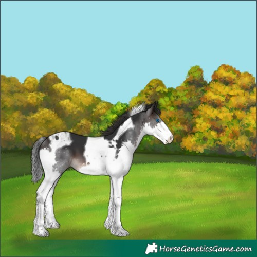 Horse Color:Brown Splash Tobiano 