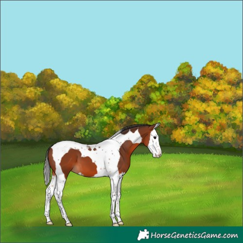 Horse Color:Bay Splash Tobiano Varnish 
