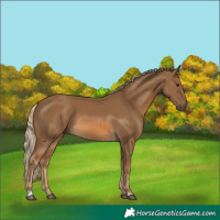 Horse Color:Chocolate Palomino 