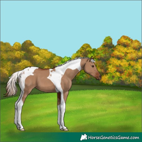 Horse Color:Red Dun Tobiano 