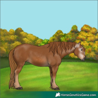 Horse Color:Gray Chestnut 