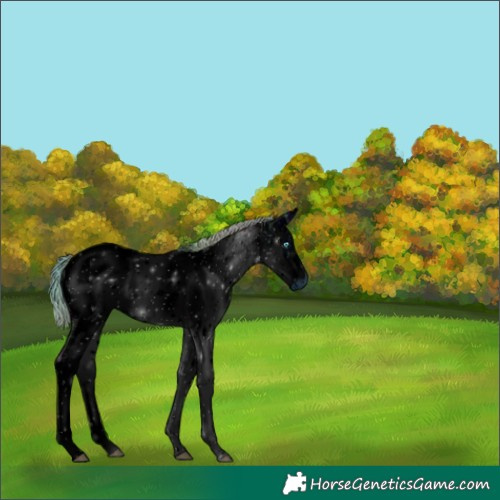 Horse Color:ERROR: UNKNOWN ANOMALY