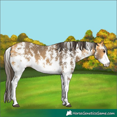 Horse Color:Buckskin Sabino 
