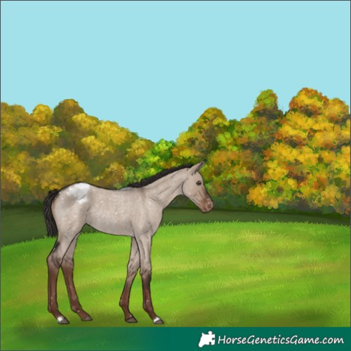 Horse Color:Liver Red Dun Roan Snowflake VarnishRabicano