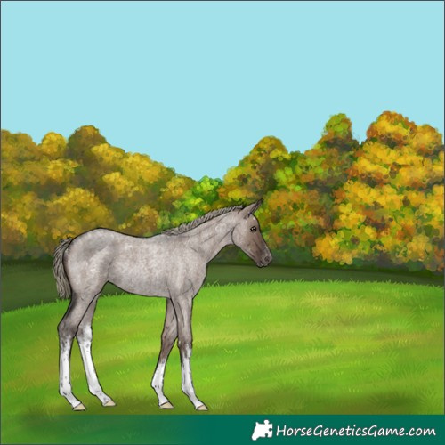 Horse Color:White Spotted Liver Red Dun Roan Mushroom Snowflake Varnish Rabicano Brindle