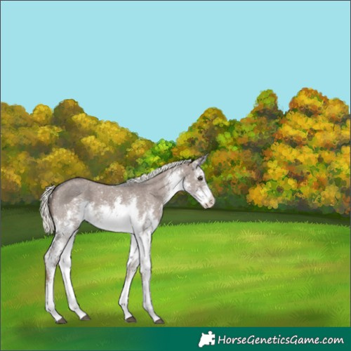 Horse Color:White Spotted Liver Red Dun Mushroom Sabino Appaloosa Rabicano