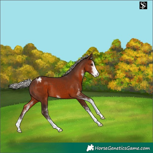 Horse Color:Silver Brown Sabino Appaloosa 