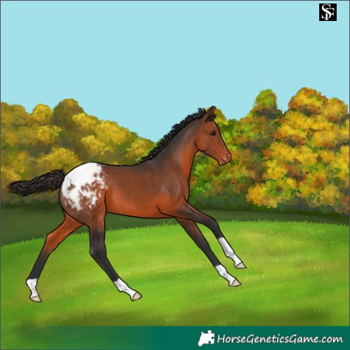 Horse Color:Brown Appaloosa 