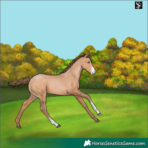 Horse Color:Bay Pearl Sabino 