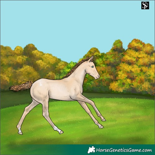 Horse Color:Buckskin Pearl Varnish Rabicano 