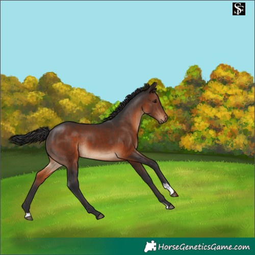 Horse Color:Brown 
