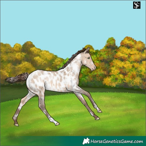 Horse Color:White Spotted Sable Champagne Dun Near Leopard 