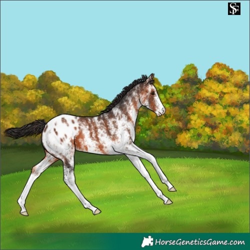 Horse Color:White Spotted Brown Appaloosa 