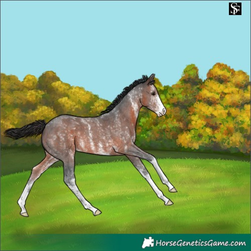 Horse Color:Brown Sabino 