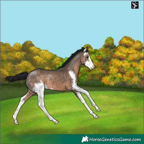 Horse Color:Brown Dun Sabino 