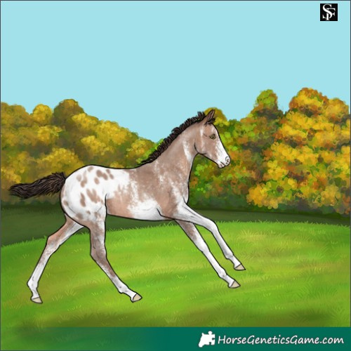 Horse Color:White Spotted Sable Champagne Blanket Rabicano 
