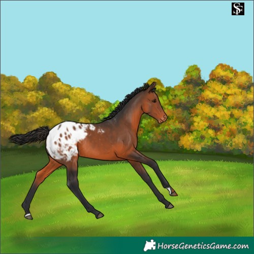 Horse Color:Brown Blanket Rabicano 