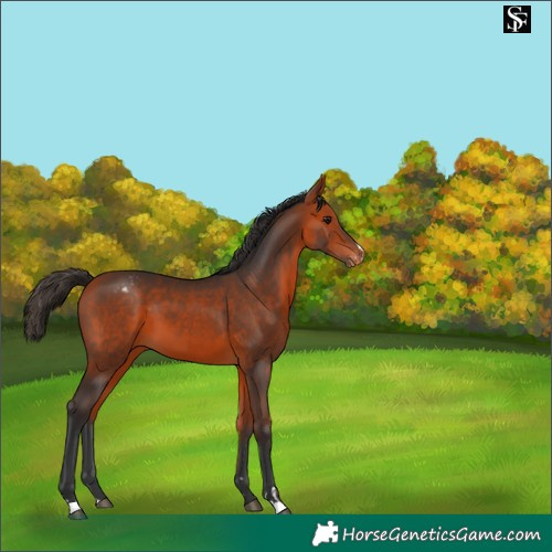 Horse Color:Bay Appaloosa