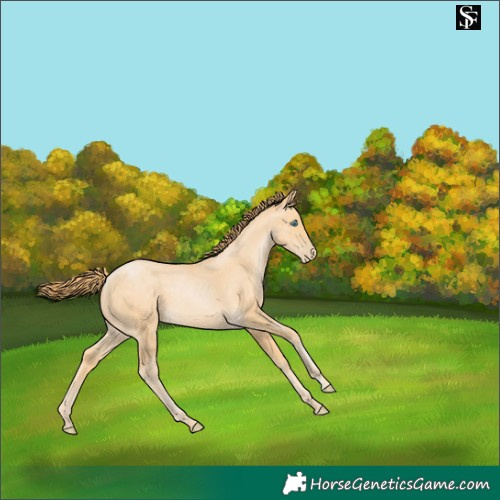 Horse Color:Buckskin Pearl 