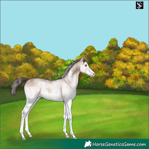 Horse Color:White Spotted Amber Champagne 
