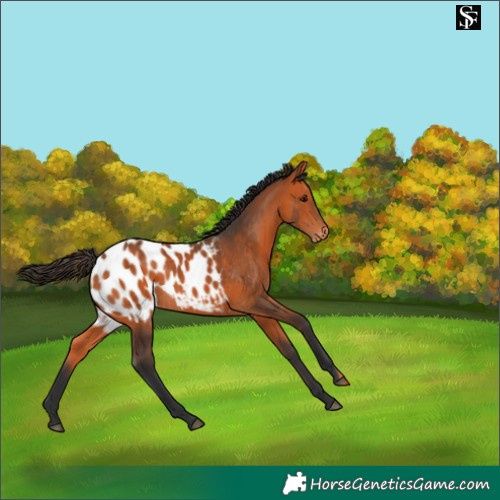 Horse Color:Bay Appaloosa Rabicano 