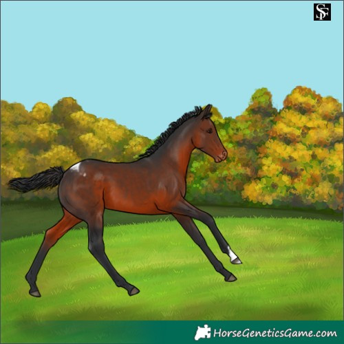 Horse Color:Brown Appaloosa 