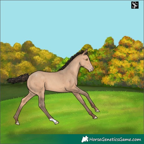 Horse Color:Amber Champagne 
