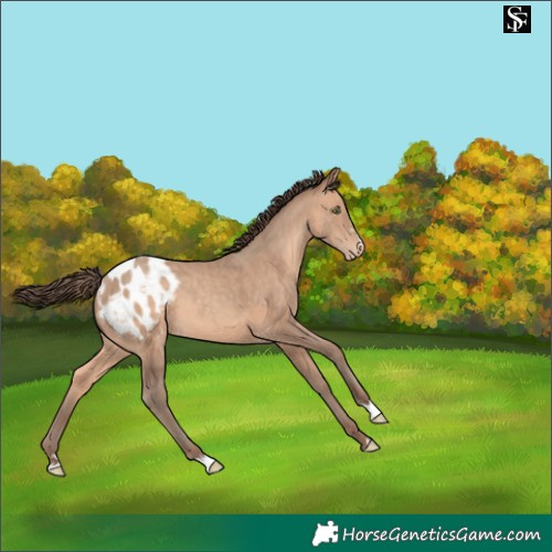 Horse Color:Sable Champagne Appaloosa