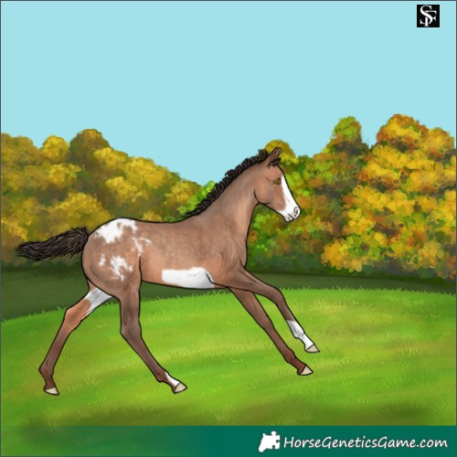 Horse Color:Sable Champagne Frame Appaloosa