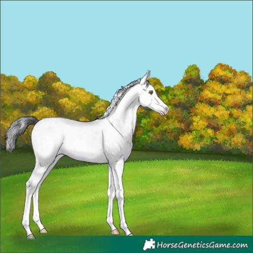 Horse Color:Brown Sabino 