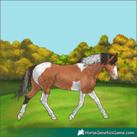 Horse Color:Bay Tobiano 