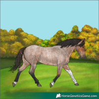Horse Color:Bay Roan Tobiano 