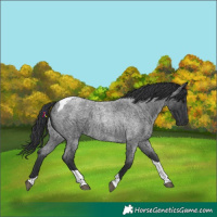 Horse Color:Blue Roan Tobiano 