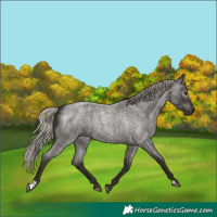 Horse Color:Gray Silver Blue Roan 
