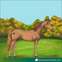 Horse Color:Chestnut 