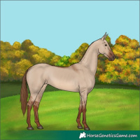 Horse Color:Red Dun 
