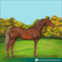 Horse Color:Chestnut 