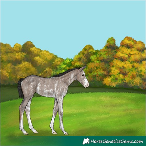 Horse Color:Liver Red Dun Sabino Appaloosa Rabicano Brindle