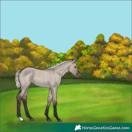Horse Color:Liver Red Dun Roan Mushroom Appaloosa Rabicano