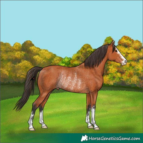 Horse Color:Bay Rabicano 