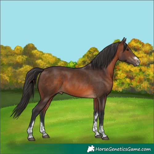 Horse Color:Brown Rabicano 