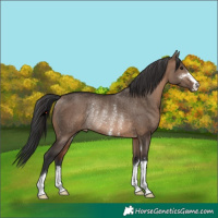 Horse Color:Brown Dun Rabicano 